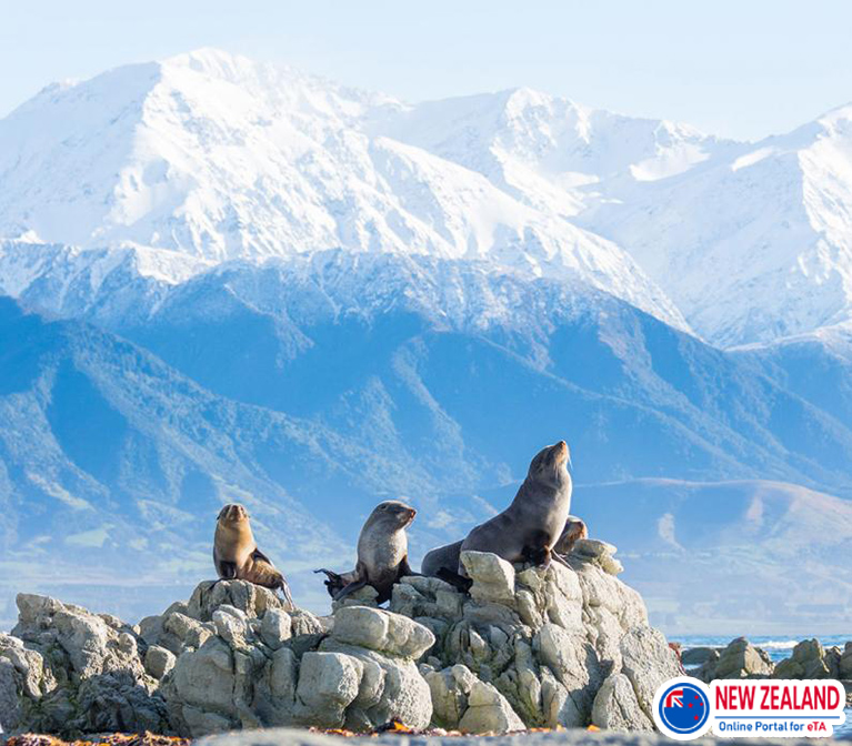 Kaikoura-for-ocean-lovers