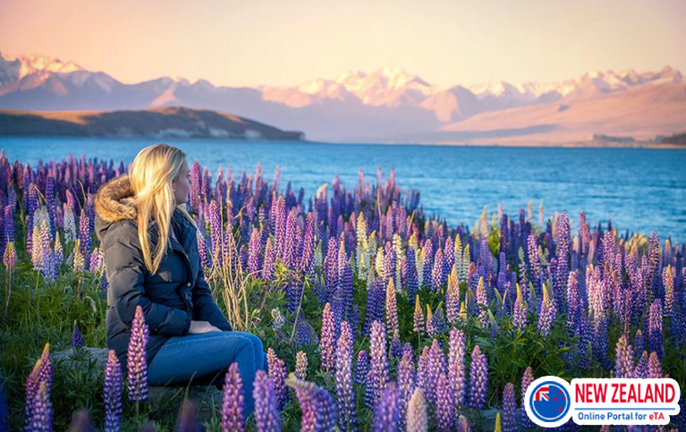 Lupin-flowers-in-lake-pukaki-New-Zealand