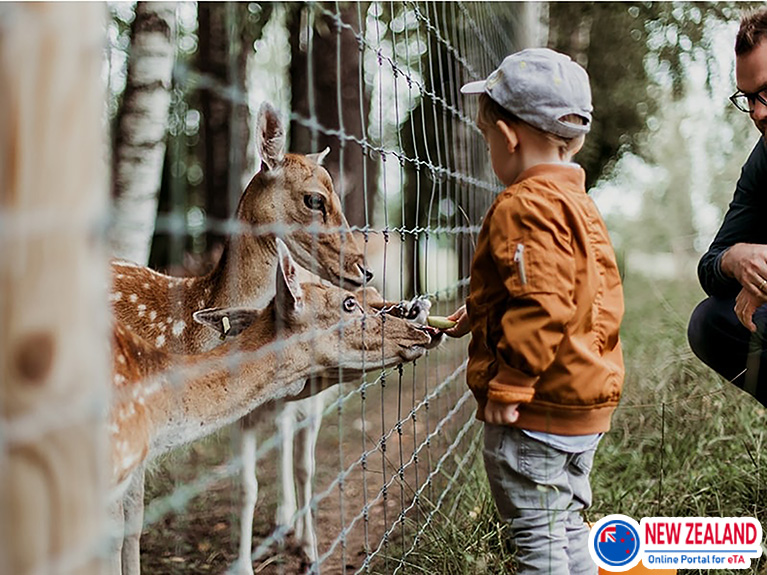 Feeding-animals-in-zoo